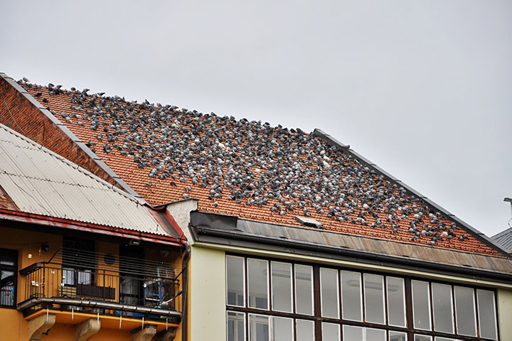 A2B Pest Control are able to install spikes to deter birds from roofs in Horbury. 