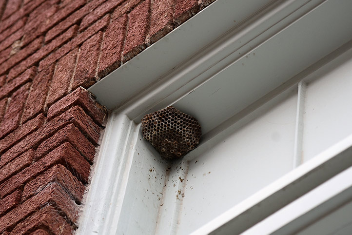 We provide a wasp nest removal service for domestic and commercial properties in Horbury.